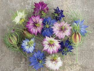 Nigella Miss Jekyll Mixture