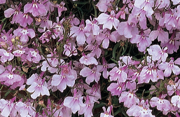 Lobelia Regatta Lilac MPLT