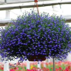 Lobelia Regatta Midnight Blue MPLT
