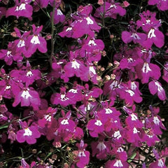 Lobelia Regatta Rose MPLT