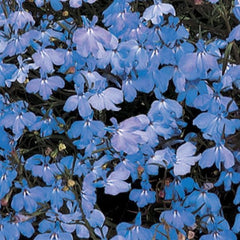 Lobelia Regatta Sky Blue MPLT