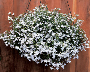 Lobelia Regatta White MPLT