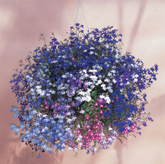 Lobelia Regatta Mix MPLT