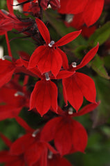 Lobelia Starship Scarlet
