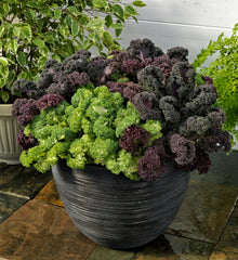 Ornamental Kale Yokohama Mix