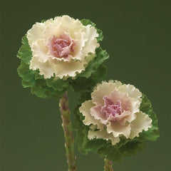 Ornamental Kale Crane Ruffled Bicolor