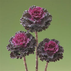 Ornamental Kale Crane Ruffled Red