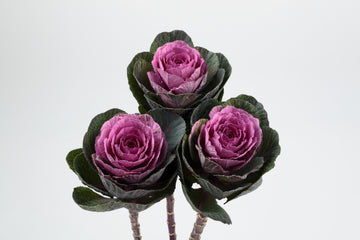Ornamental Cabbage Condor Red