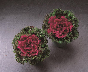 Ornamental Kale Glamour Red