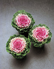 Ornamental Kale Songbird Pink