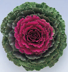 Ornamental Kale Songbird Red