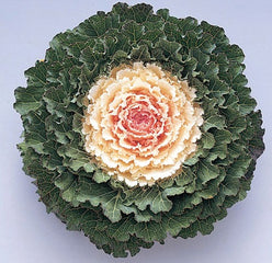 Ornamental Kale Songbird White
