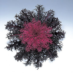 Ornamental Kale Peacock Red
