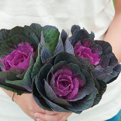 Ornamental Kale Crane Red