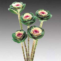 Ornamental Kale Crane Bicolor