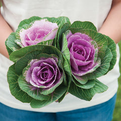 Ornamental Kale Crane Pink