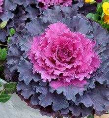 Ornamental Cabbage Osaka iQ Red