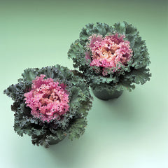 Ornamental Kale Kamome Pink