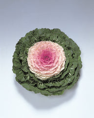 Ornamental Kale Pigeon Victoria