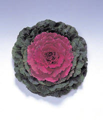 Ornamental Kale Pigeon Red