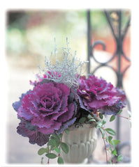 Ornamental Kale Pigeon Purple