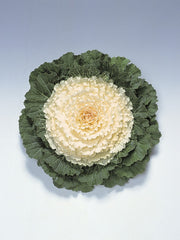 Ornamental Kale Pigeon White