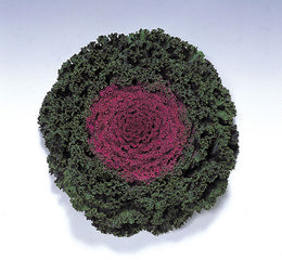 Ornamental Kale Kamome Red