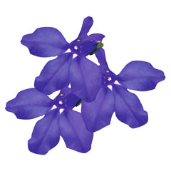 Lobelia Palace Blue MPLT
