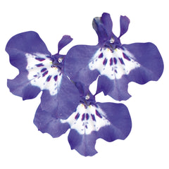 Lobelia Palace Blue with Eye MPLT