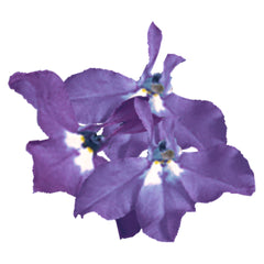 Lobelia Palace Royal MPLT