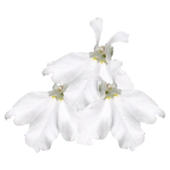Lobelia Palace White MPLT