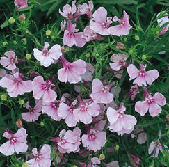 Lobelia Riviera Lilac MPLT