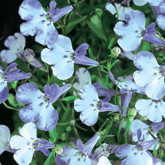 Lobelia Riviera Blue Splash MPLT