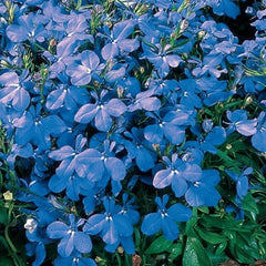 Lobelia Riviera Sky Blue MPLT