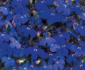 Lobelia Riviera Marine Blue MPLT