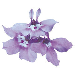 Lobelia Palace Lilac MPLT
