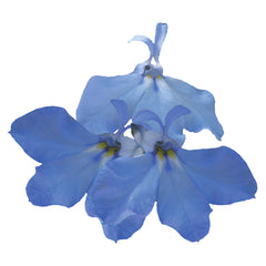 Lobelia Palace Sky Blue MPLT