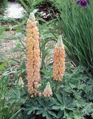 Lupinus Minarette Dwarf Mix
