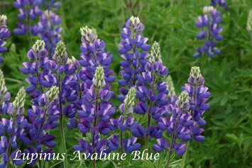 Lupinus Avalune Blue