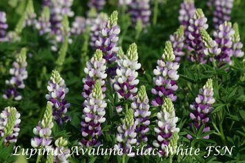 Lupinus Avalune Lilac-White