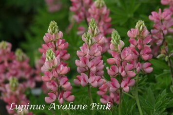 Lupinus Avalune Pink