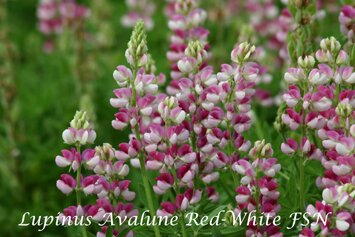 Lupinus Avalune Red-White