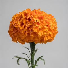 Marigold Xochi Orange CT