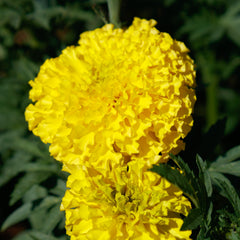 Marigold Coco Yellow BTL