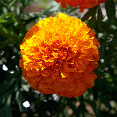 Marigold Coco Deep Orange BTL