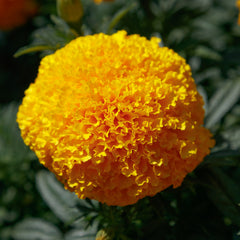 Marigold Coco Gold BTL