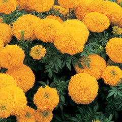 Marigold Inca II Gold DTL