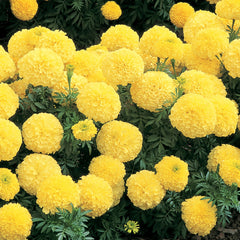 Marigold Inca II Primrose DTL