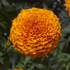Marigold Inca II Deep Orange DTL