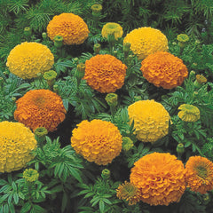 Marigold Inca II Mix DTL